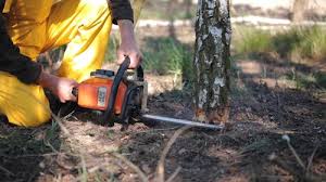 Professional Tree Removal Services in Amador Pines, CA