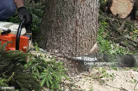 Seasonal Cleanup (Spring/Fall) in Amador Pines, CA