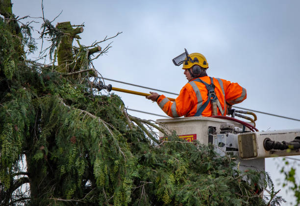 How Our Tree Care Process Works  in  Amador Pines, CA