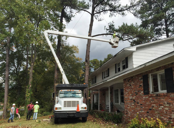 Best Root Management and Removal  in Amador Pines, CA