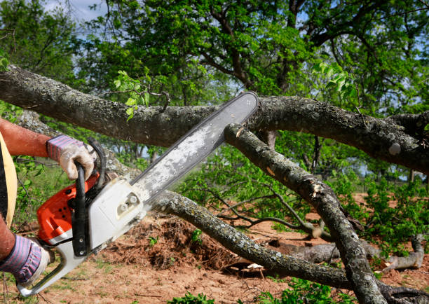 Best Tree Risk Assessment  in Amador Pines, CA